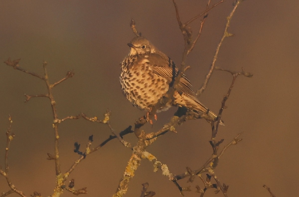 Grive draine - ML647773803