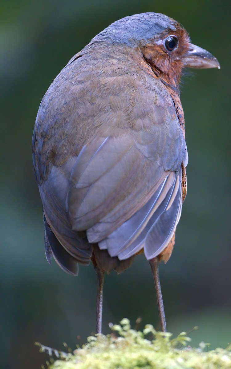 kjempemaurpitta - ML647773808