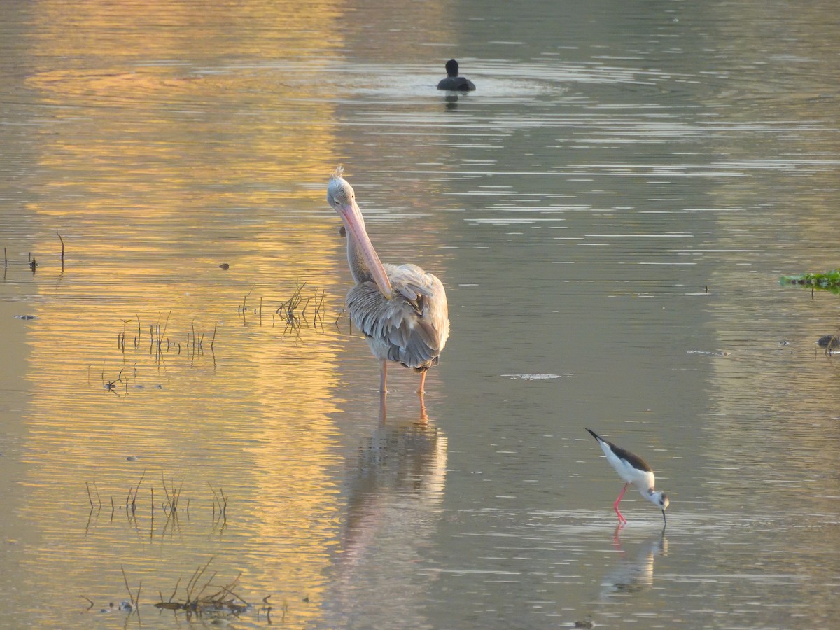 Hint Pelikanı - ML647773814