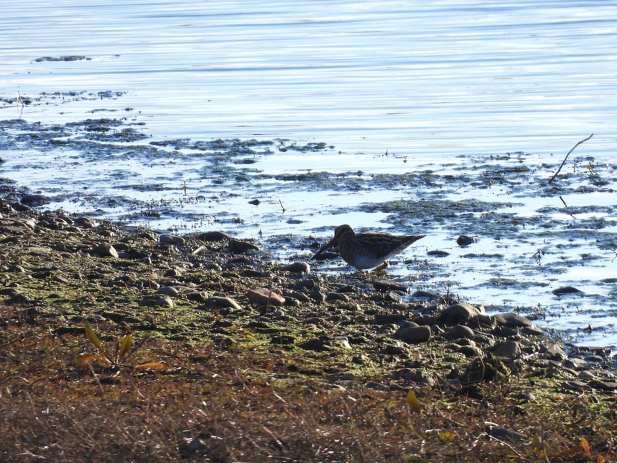 Common Snipe - ML647773824