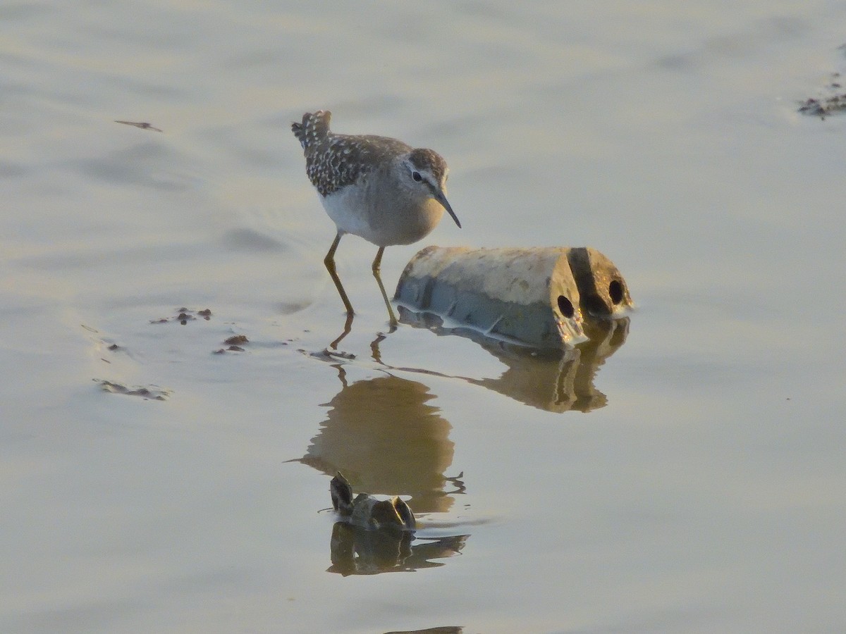 Wood Sandpiper - ML647773827