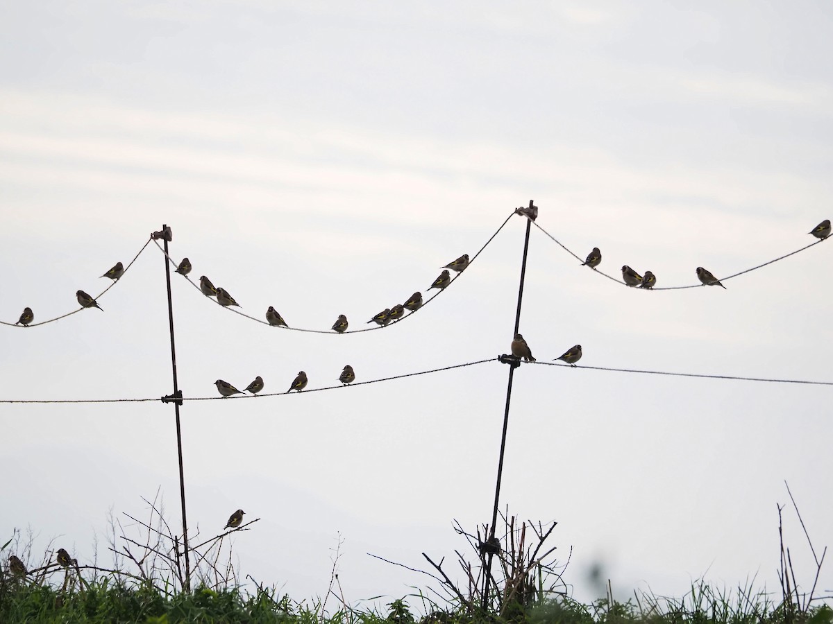 European Goldfinch - ML647773830