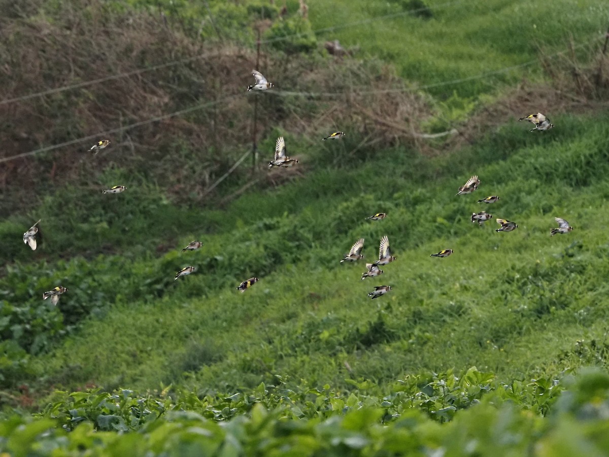 European Goldfinch - ML647773831