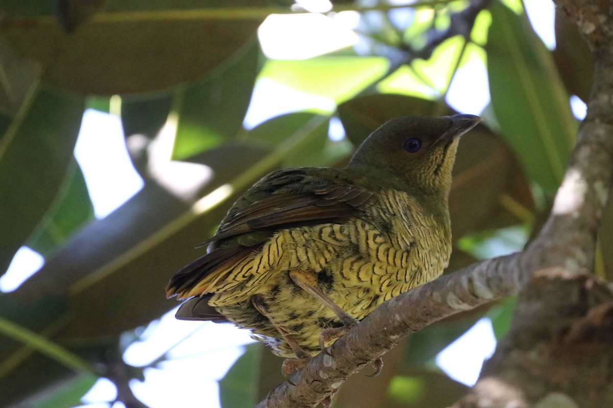 Satin Bowerbird - ML647773834