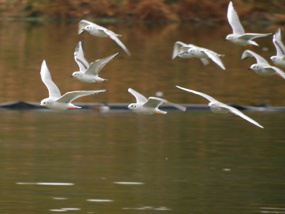 Bonaparte's Gull - ML647773836
