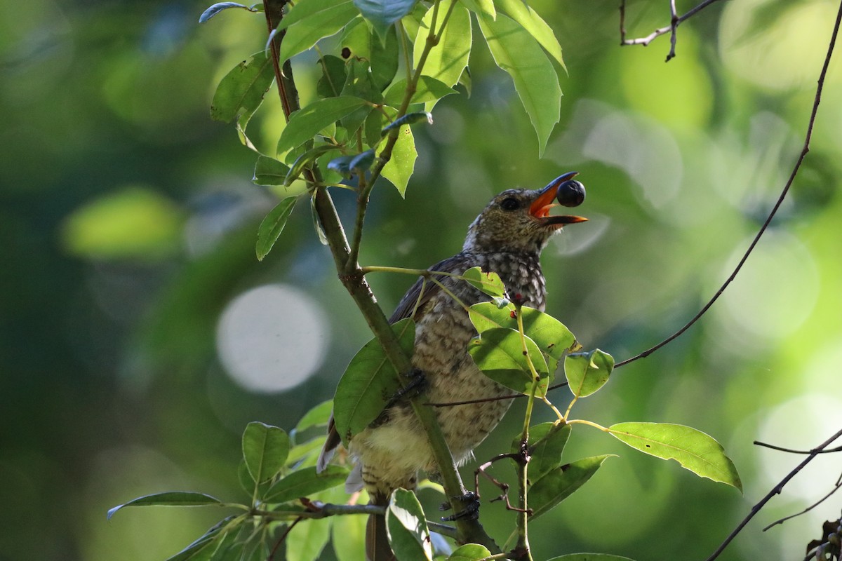 Regent Bowerbird - ML647773837