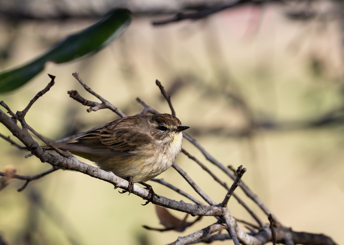 Palm Warbler - ML647773838