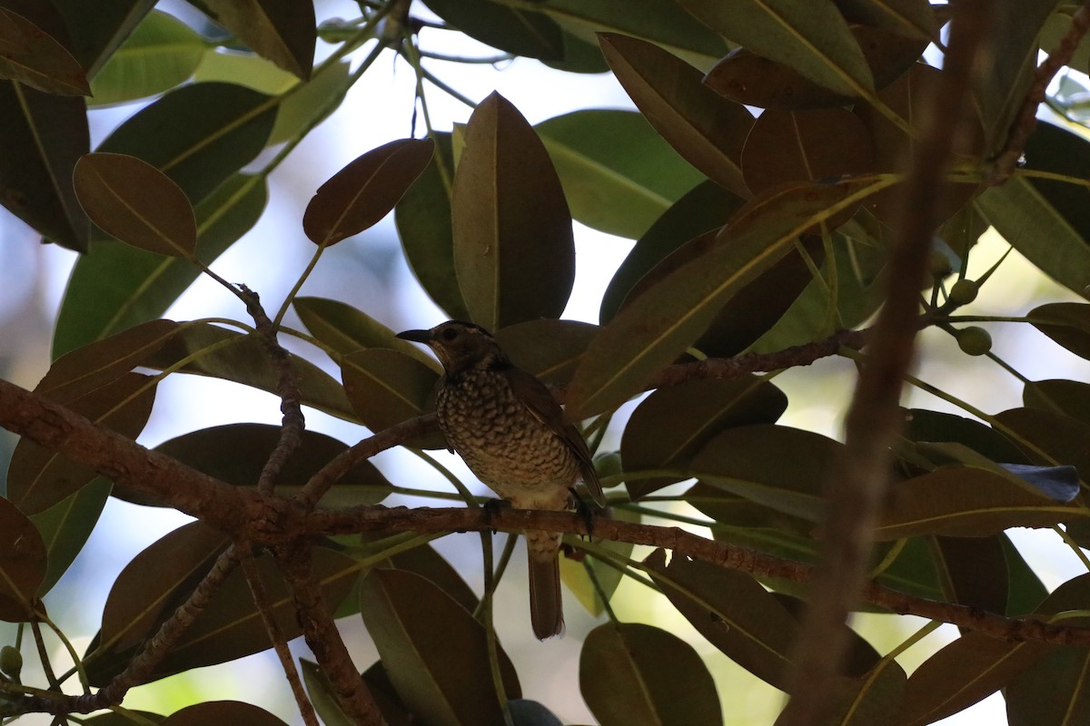 Regent Bowerbird - ML647773839