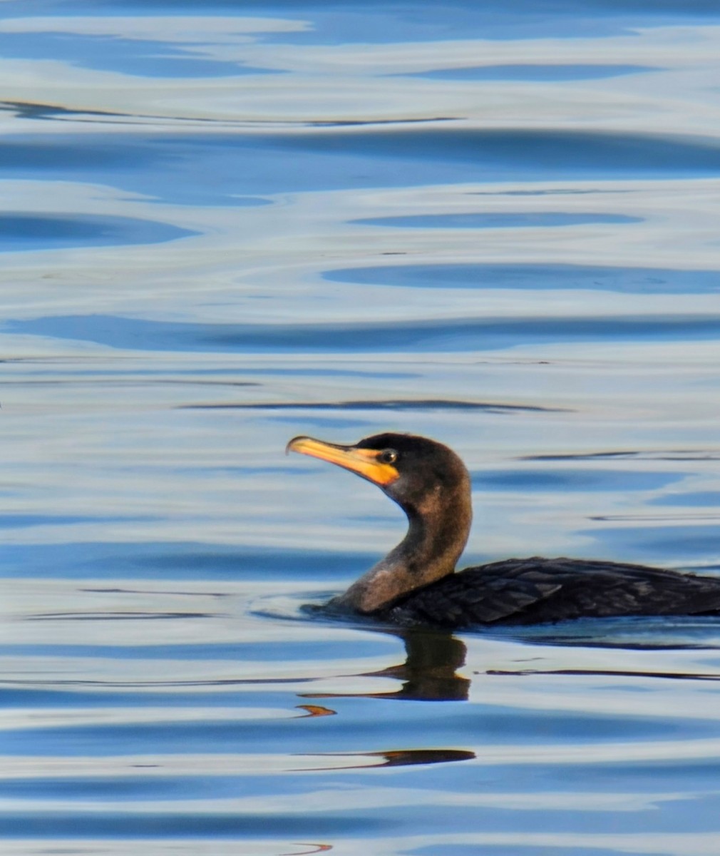 Double-crested Cormorant - ML647773842