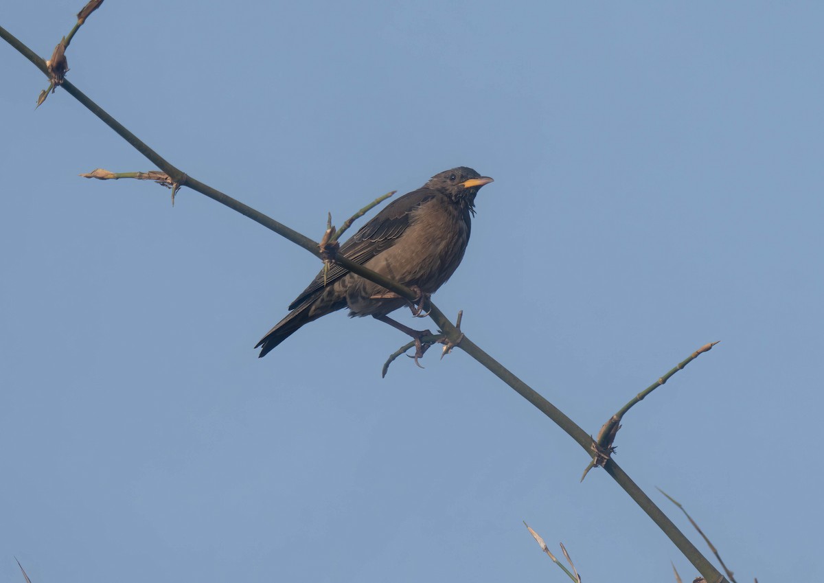 Rosy Starling - ML647773844
