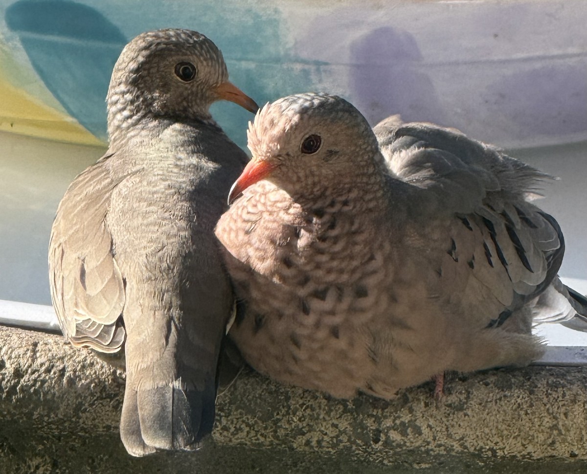 Common Ground Dove - ML647773850