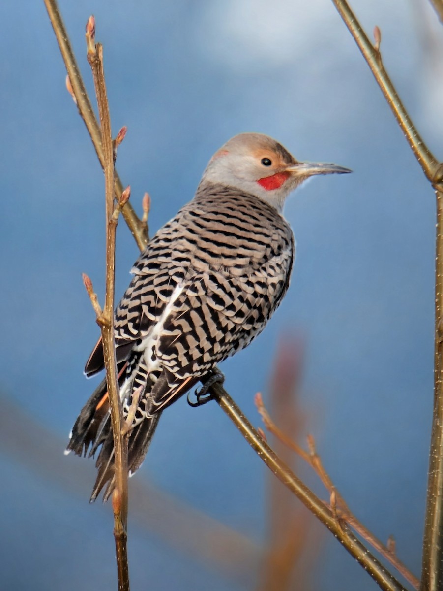 Northern Flicker - ML647773851