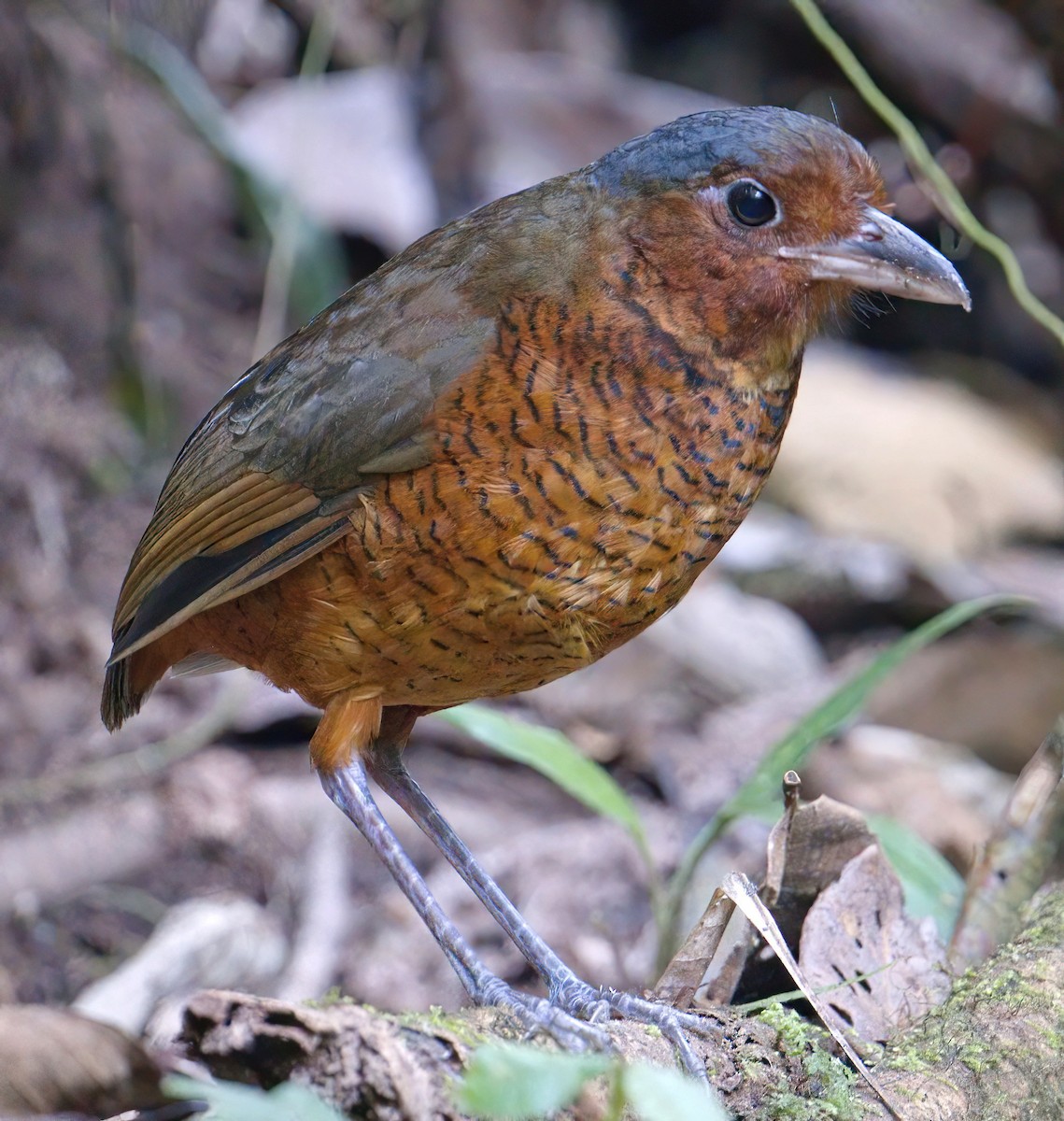 Giant Antpitta - ML647773855