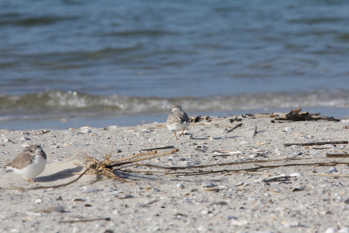 Piping Plover - ML647773861