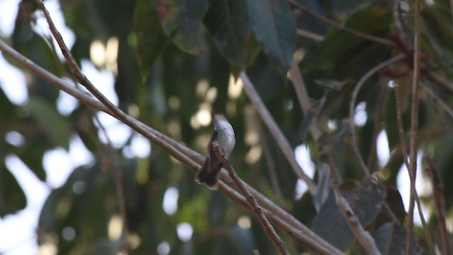 kolibřík pestrý - ML647773890