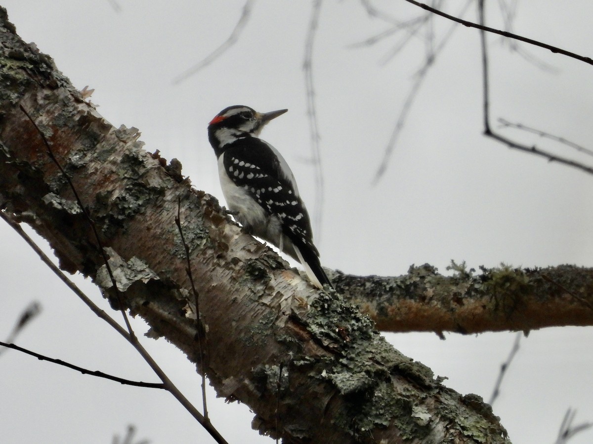 セジロアカゲラ - ML647773913