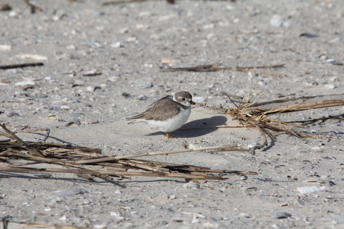 Piping Plover - ML647773917