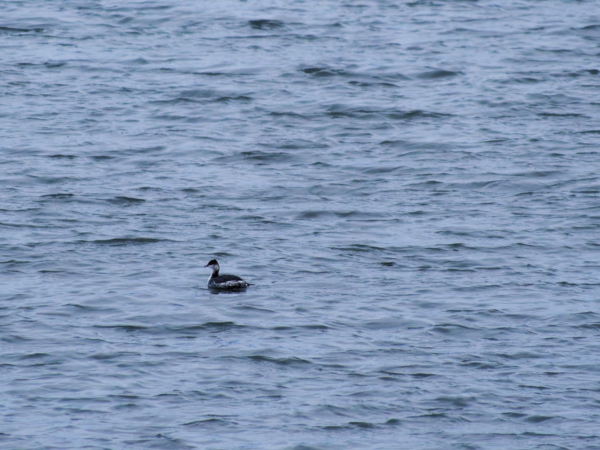 Svasso cornuto - ML647773920