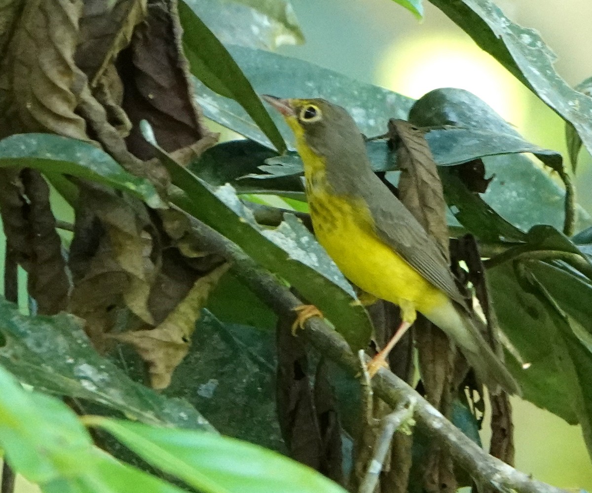 Канадская вильсония - ML647773921