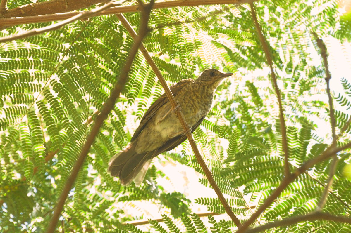 Pale-breasted Thrush - ML647773929