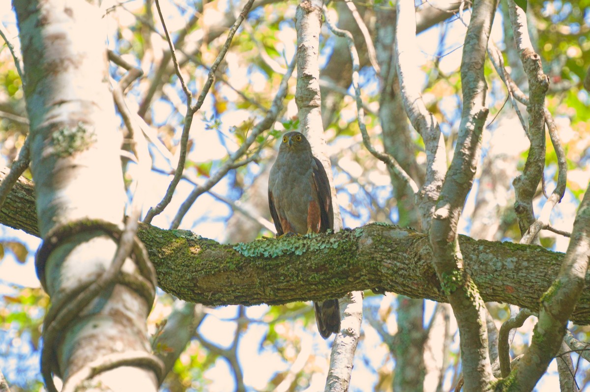 Яструб неотропічний - ML647773933