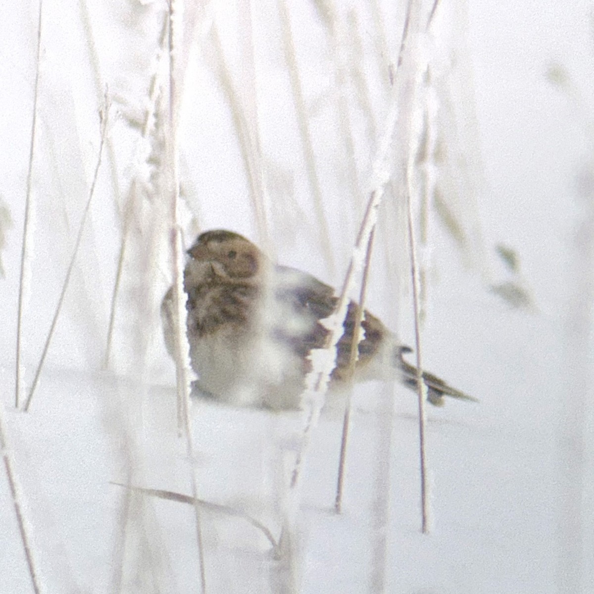 Подорожник лапландський - ML647773946