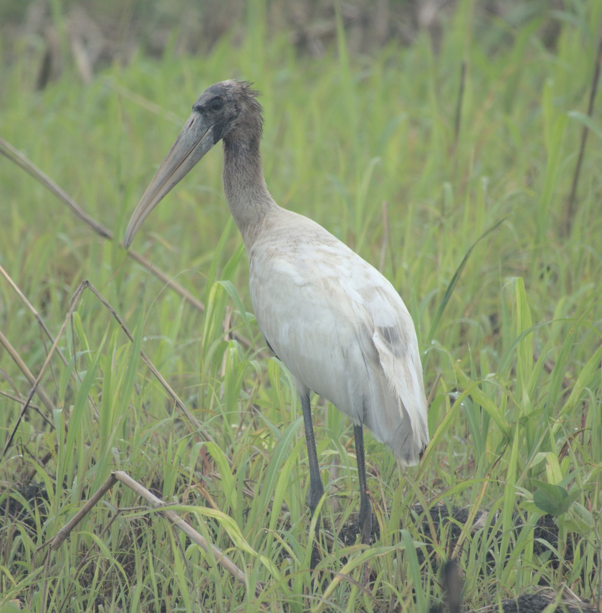Wood Stork - ML647774012