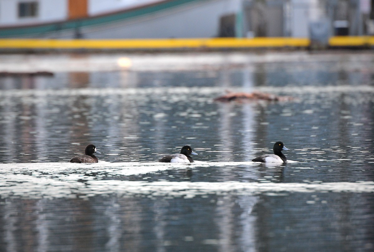 Морская чернеть - ML647774014
