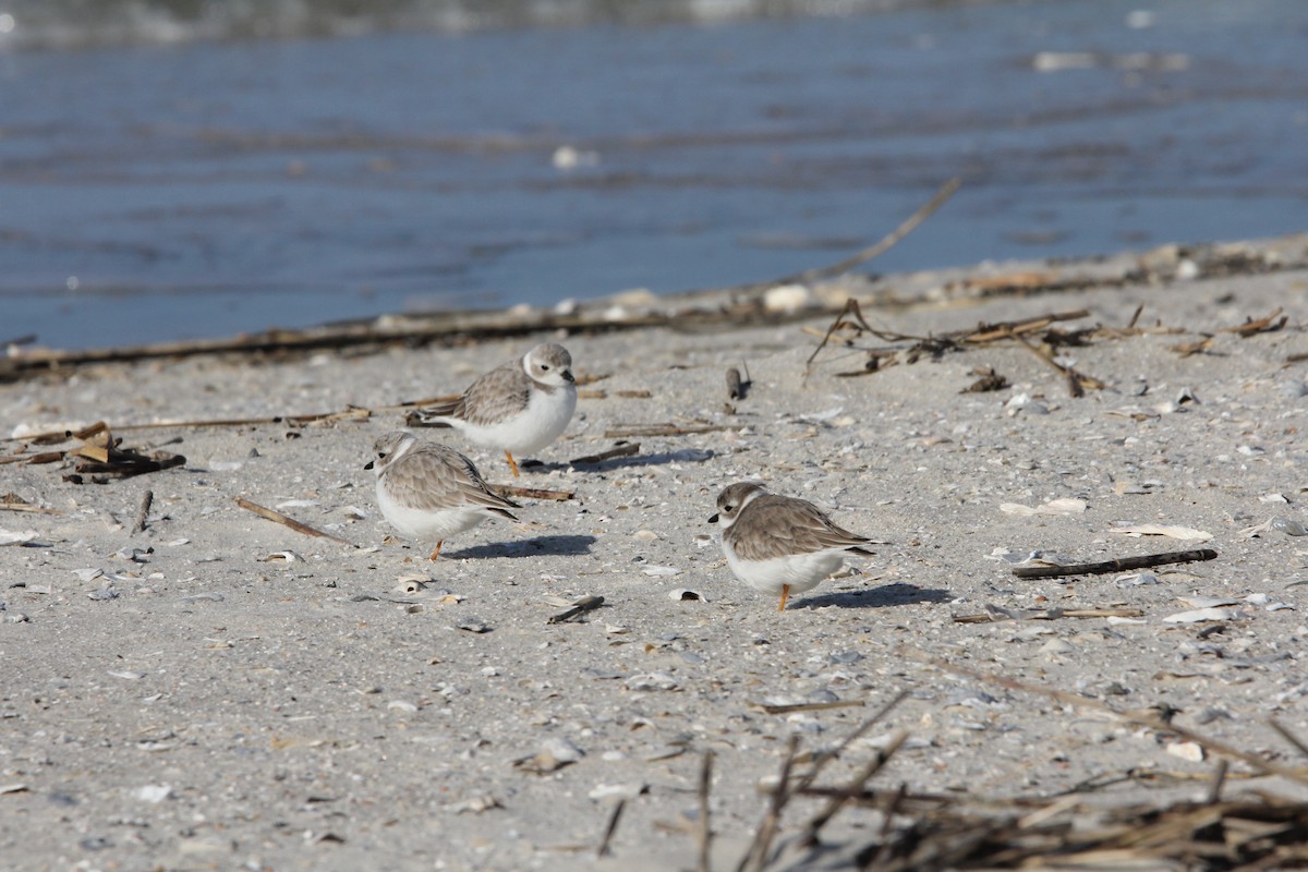 Piping Plover - ML647774070