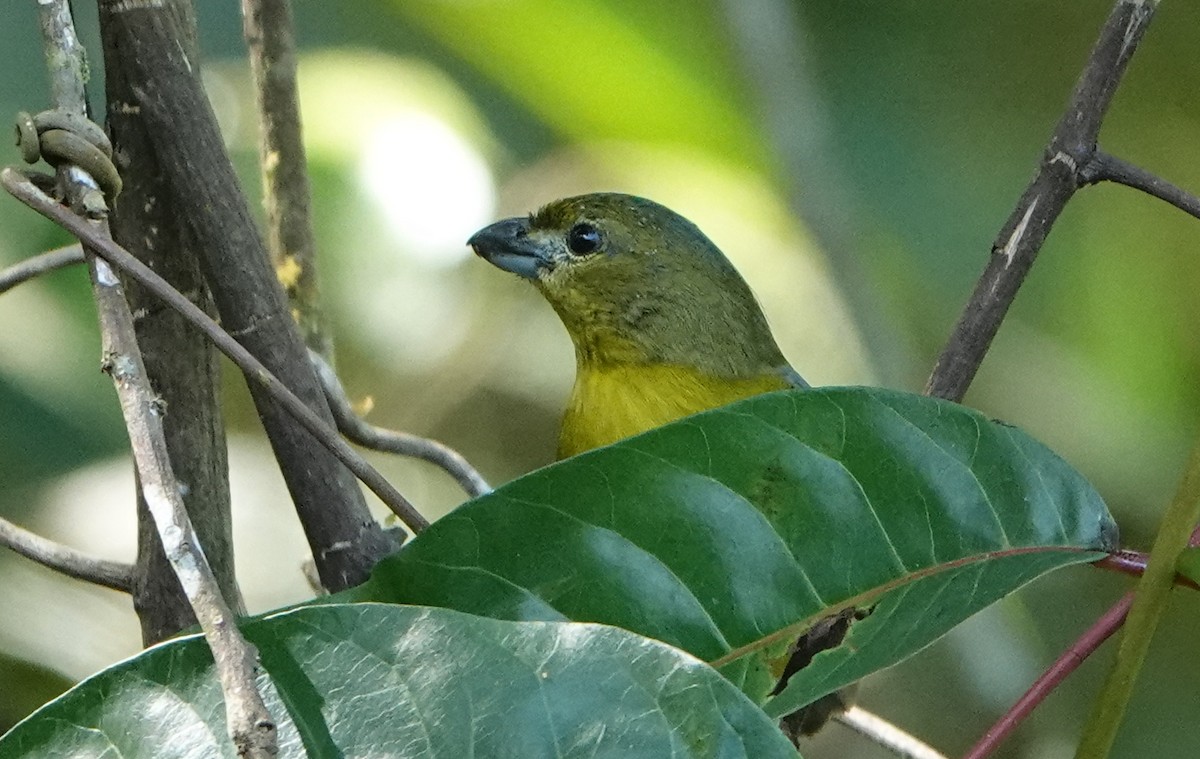 Thick-billed Euphonia - ML647774079