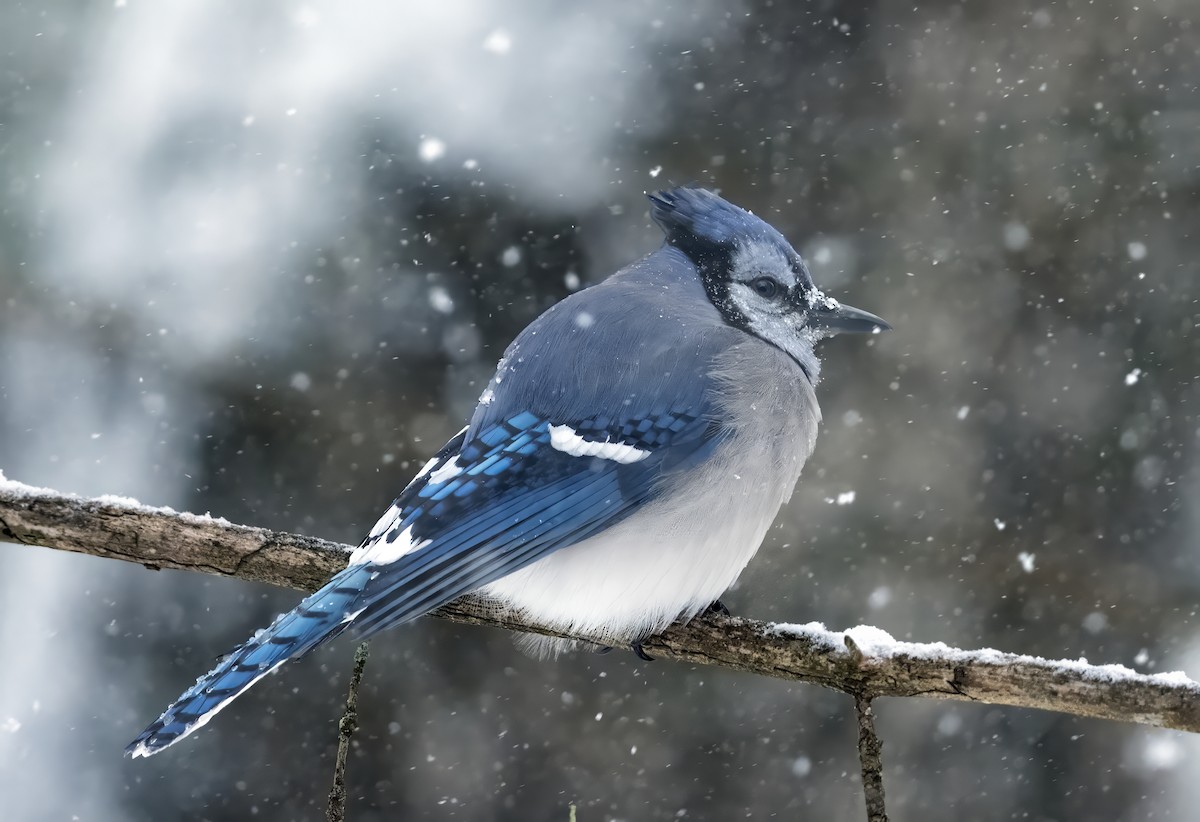 Blue Jay - ML647774093