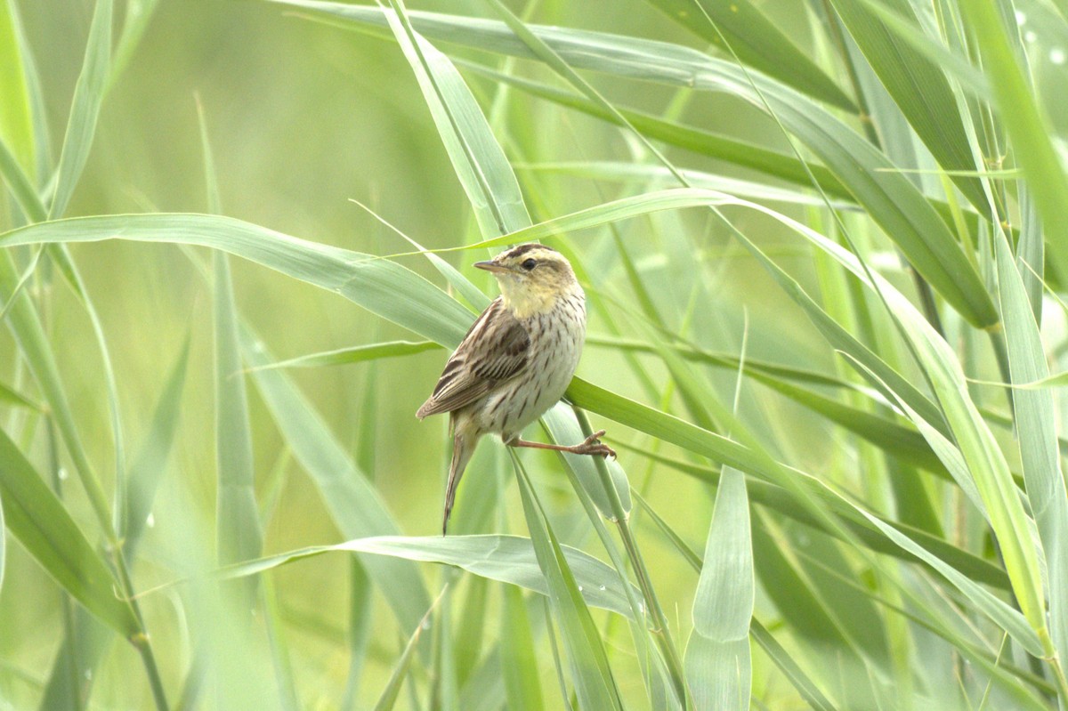Aquatic Warbler - ML647774097