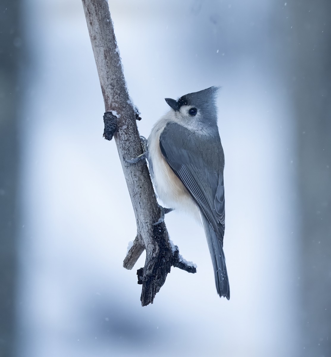 Tufted Titmouse - ML647774101