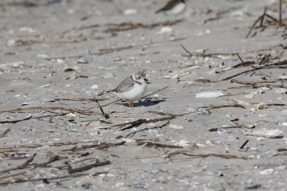 Piping Plover - ML647774103