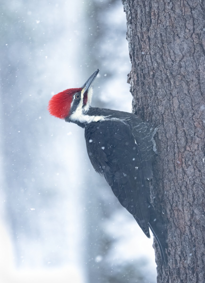 Pileated Woodpecker - ML647774122