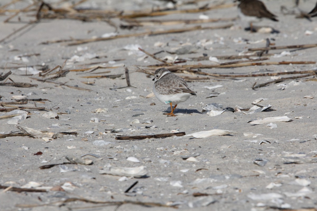 Piping Plover - ML647774128