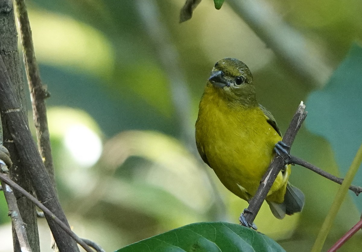 Thick-billed Euphonia - ML647774132