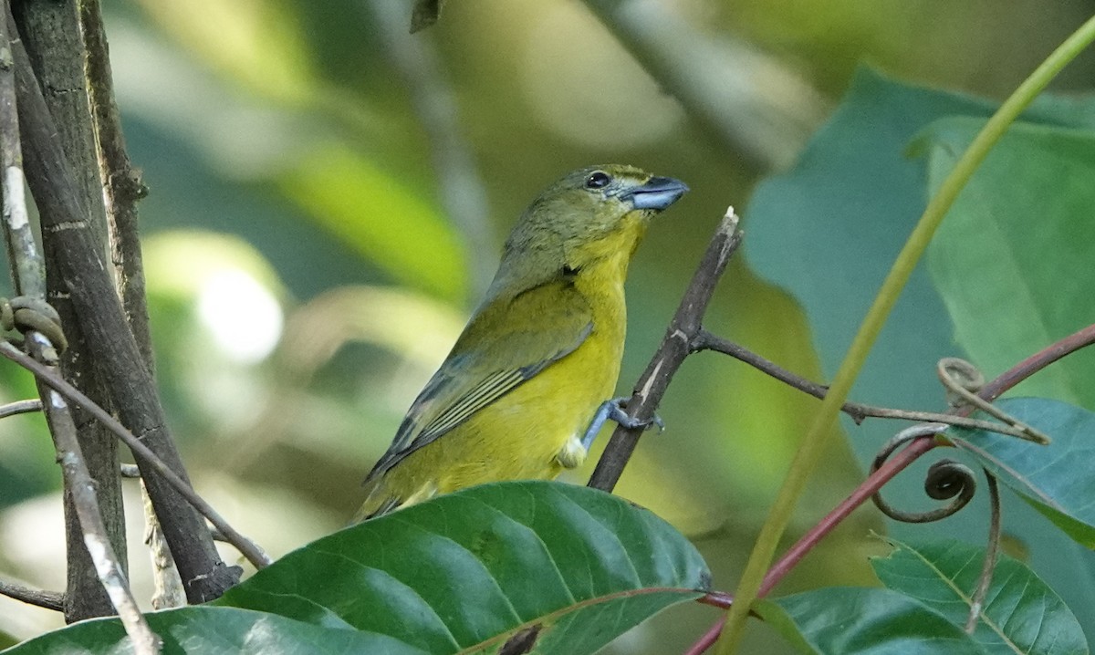 Thick-billed Euphonia - ML647774133