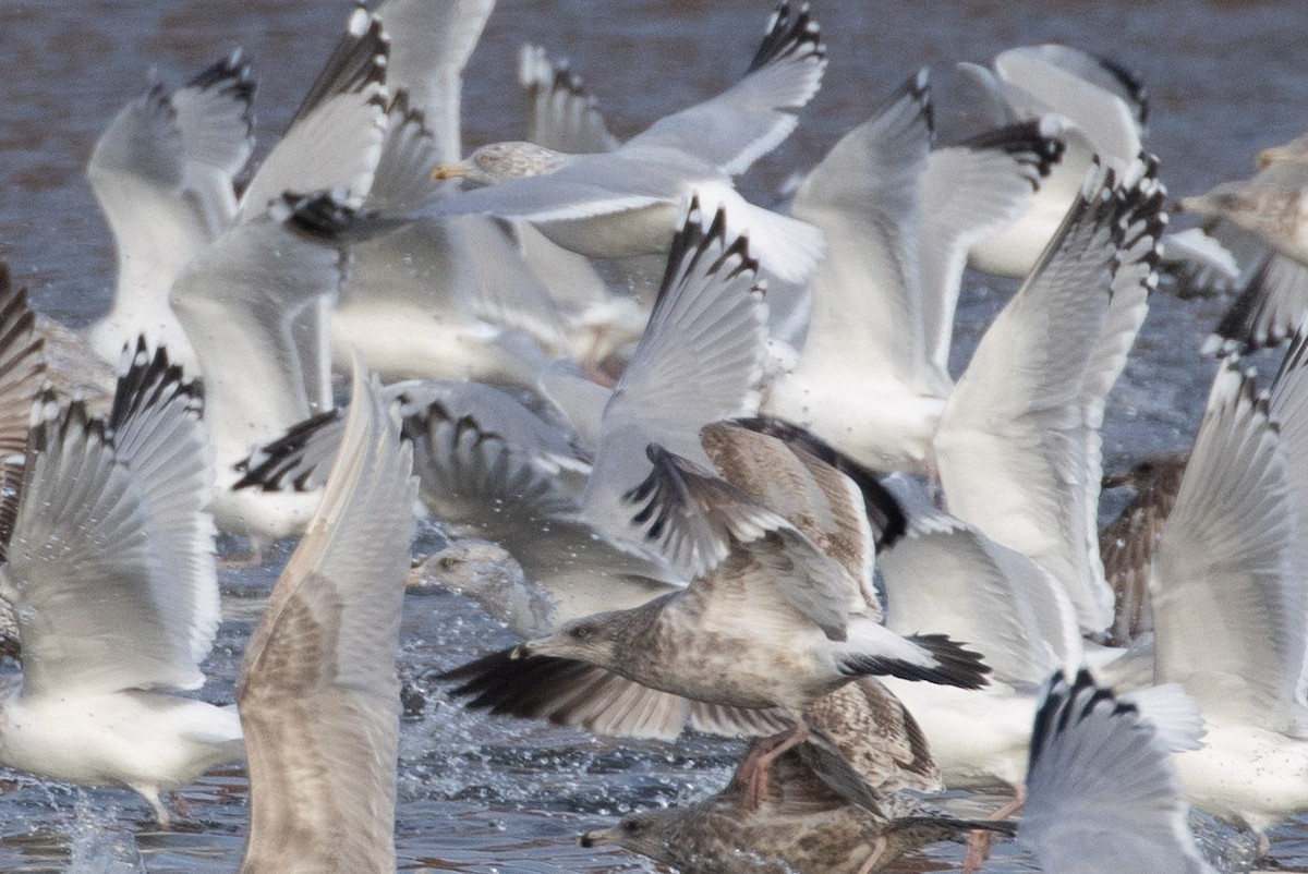 American Herring Gull - ML647774138