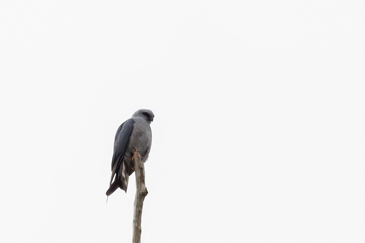 Plumbeous Kite - ML647774140
