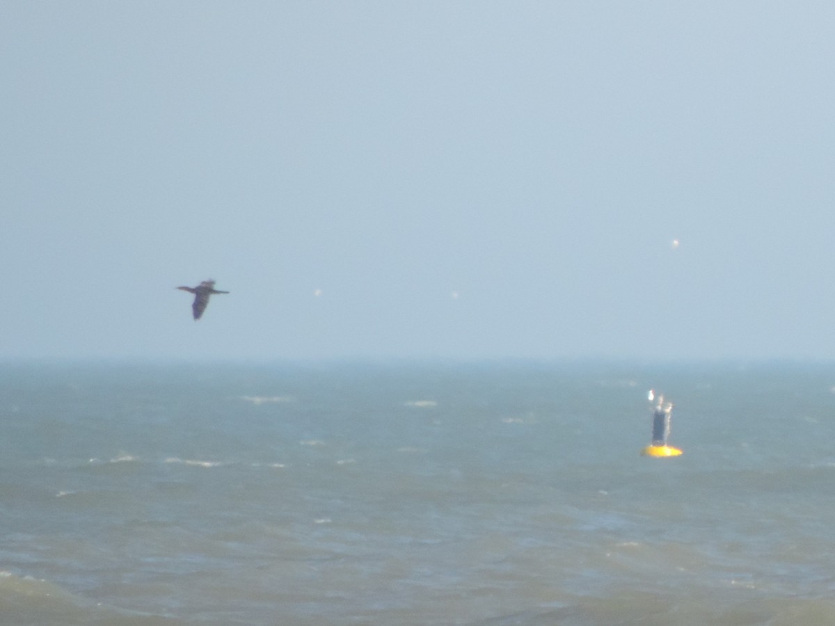 Double-crested Cormorant - ML647774141