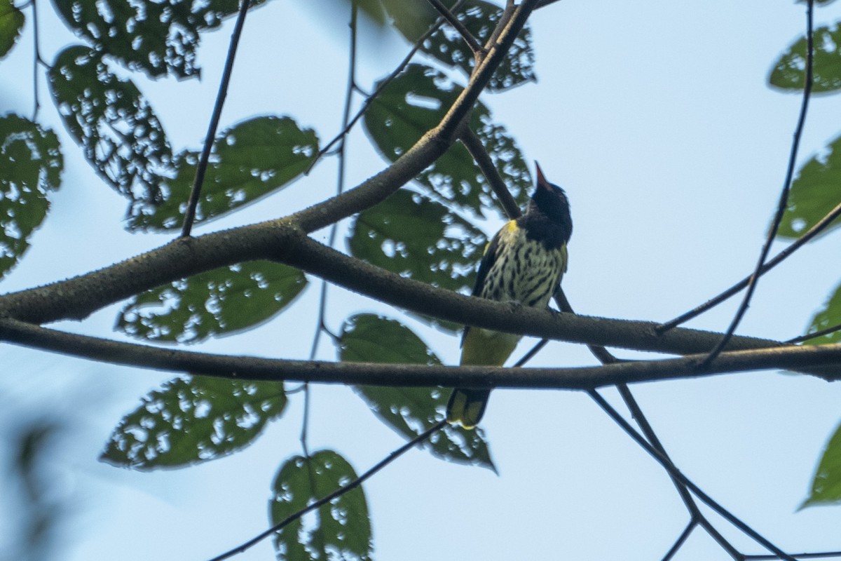 Dark-throated Oriole - ML647774142