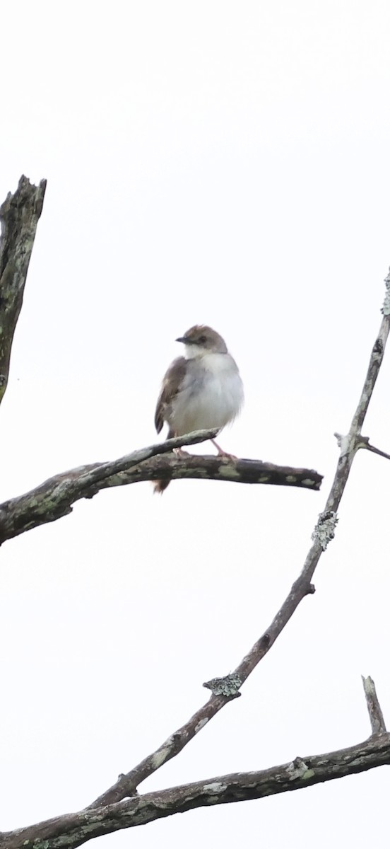 African Dusky Flycatcher - ML647774143