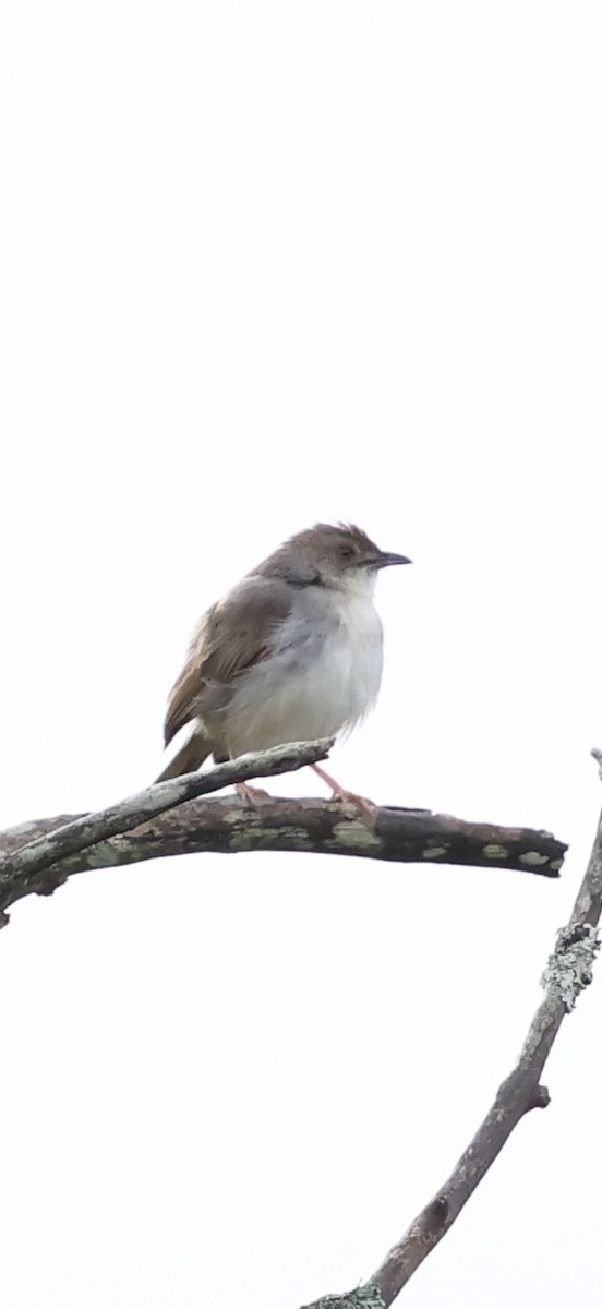 African Dusky Flycatcher - ML647774144