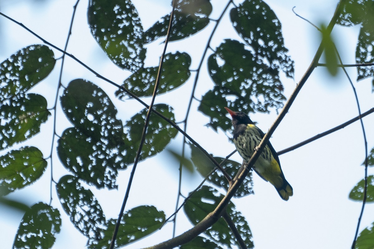 Dark-throated Oriole - ML647774145