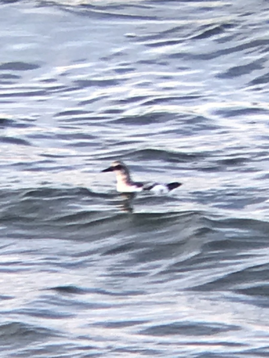 Pigeon Guillemot - ML647774146