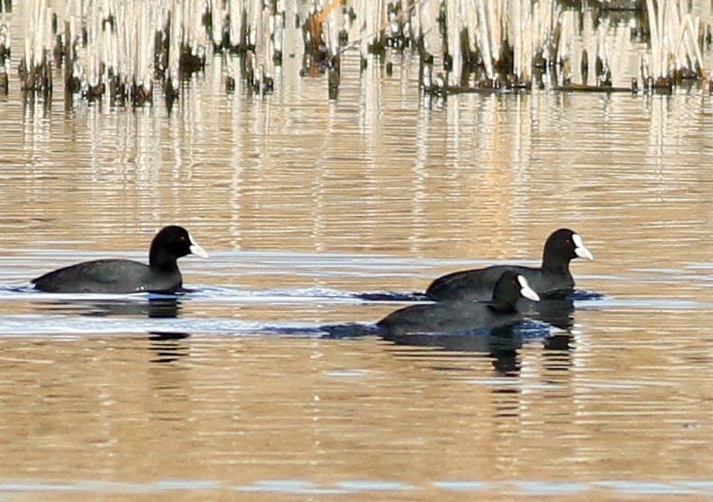 白冠雞 - ML647774147