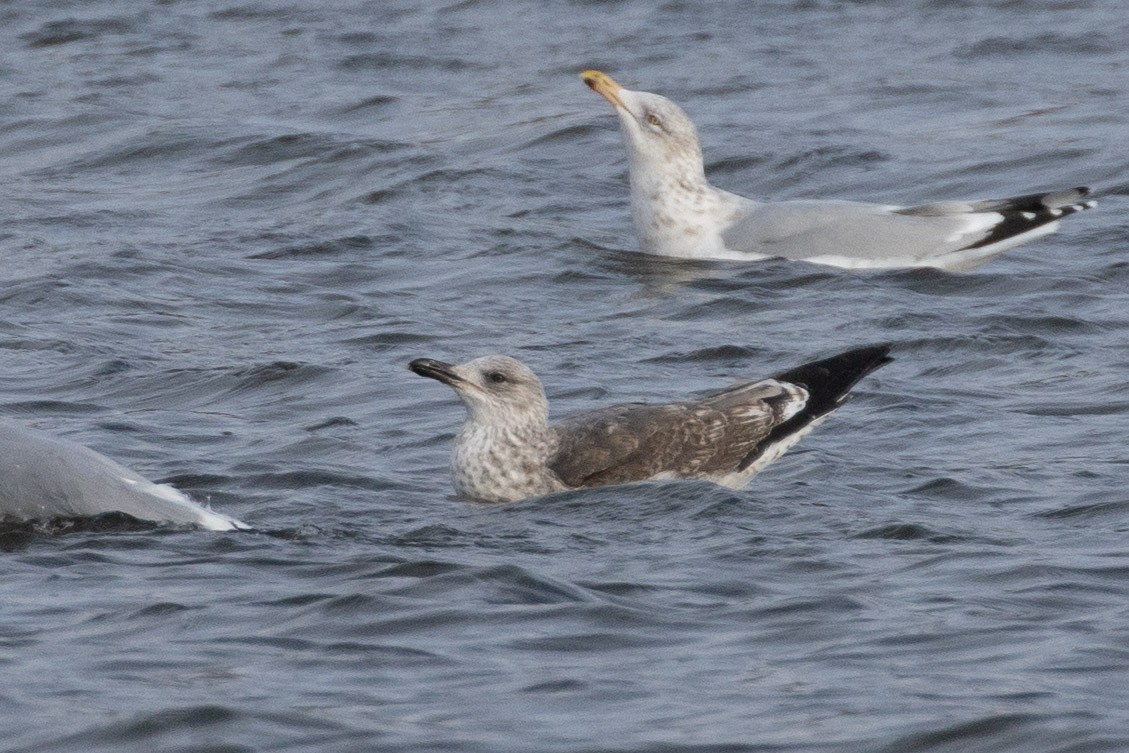 小黑背鷗 - ML647774148