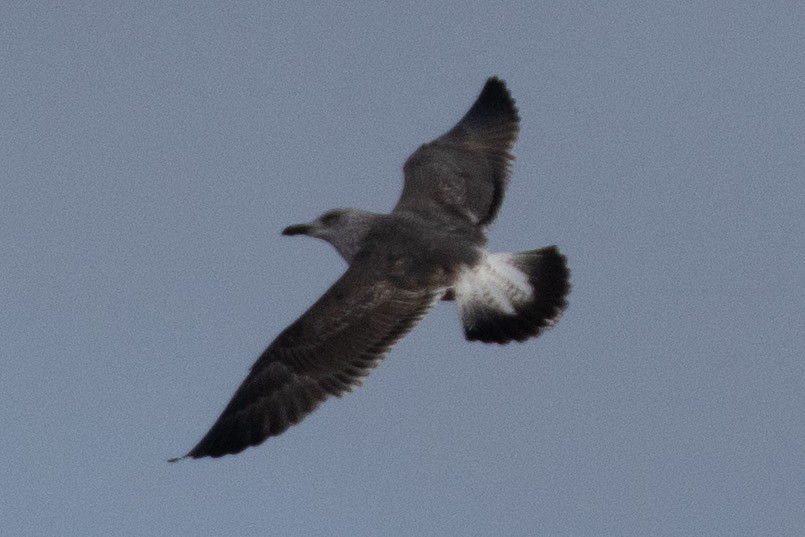 小黑背鷗 - ML647774149