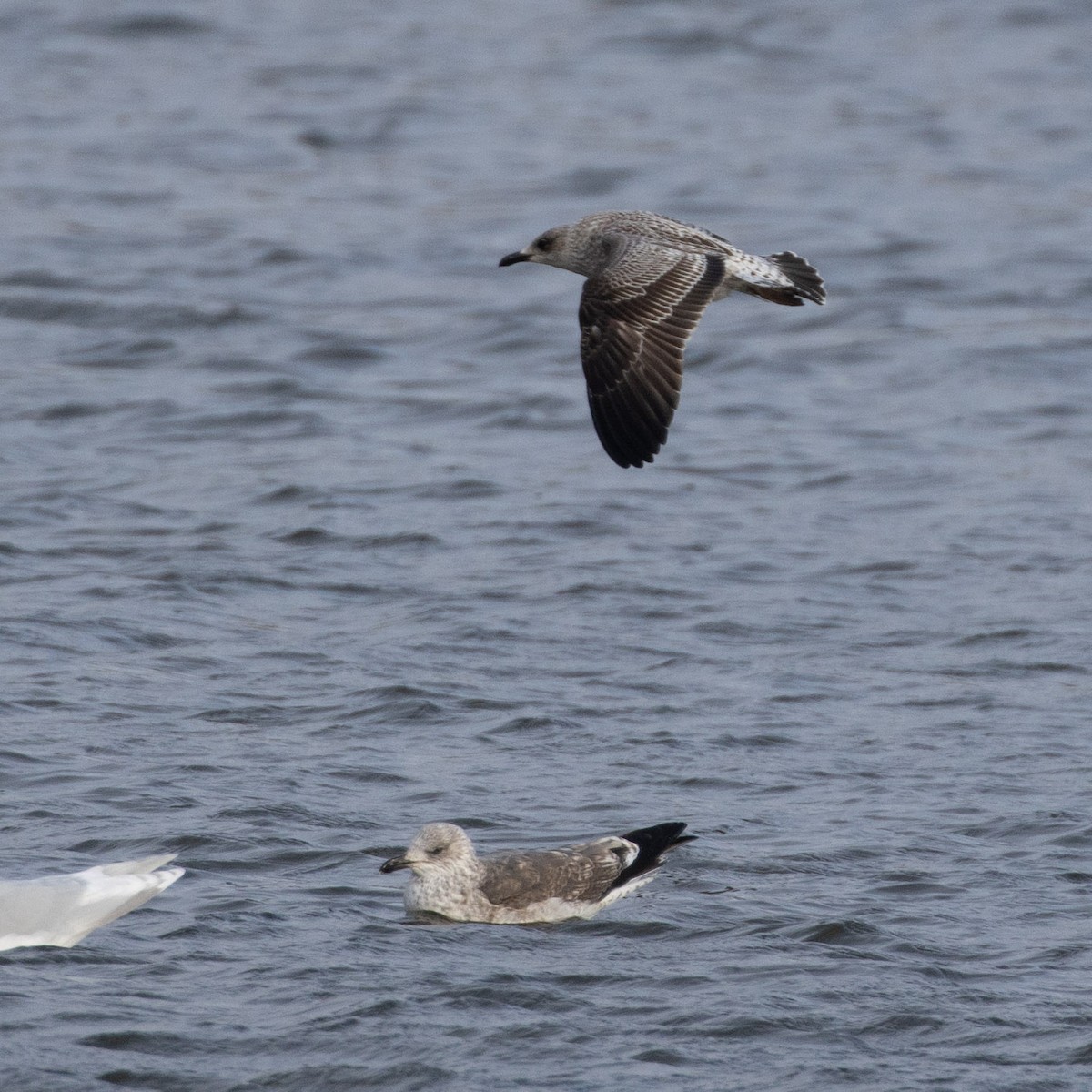 小黑背鷗 - ML647774150